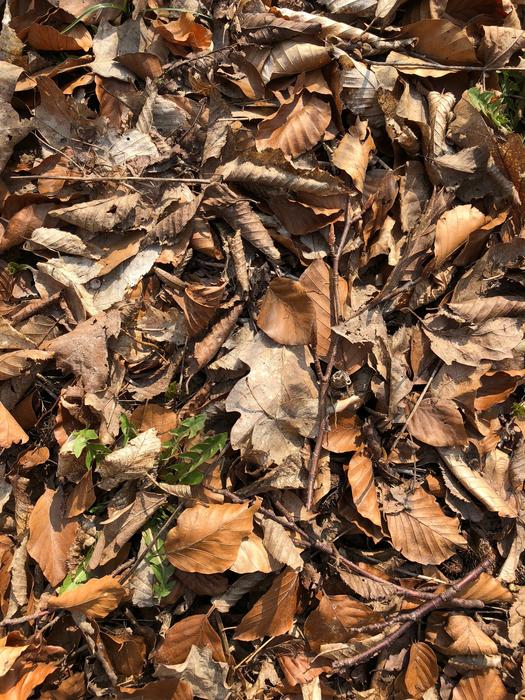 Leaf Nature Dry