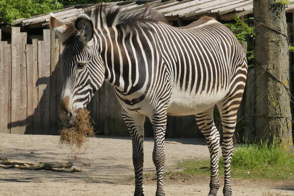 cute zebra eating hay
