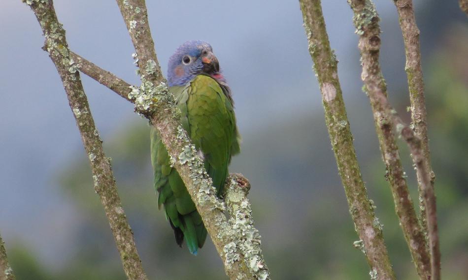 Birds Nature Wild Life