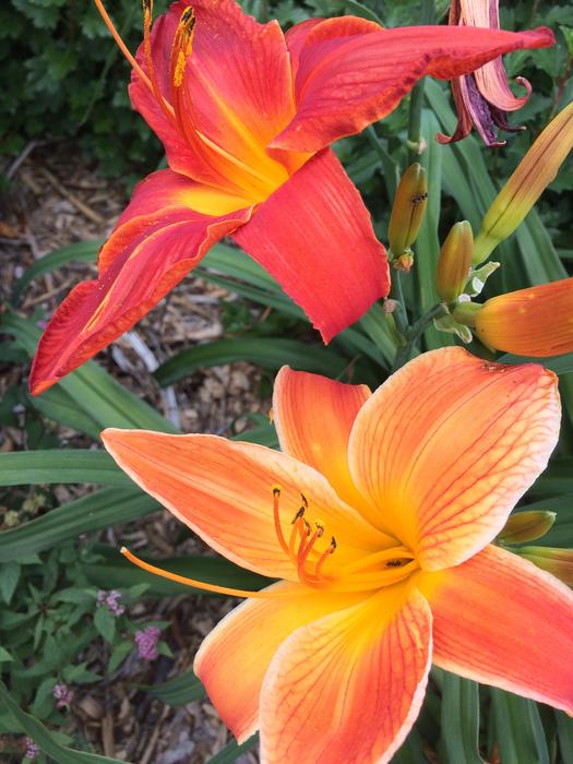 Lys Flower Orange