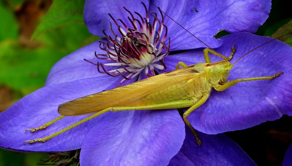 Grasshopper on blue flower