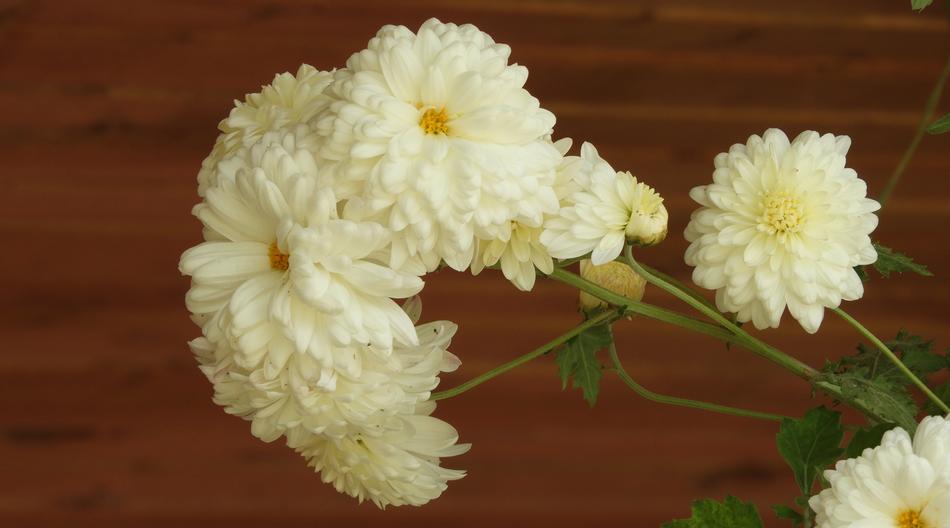 Flower Nature Plant