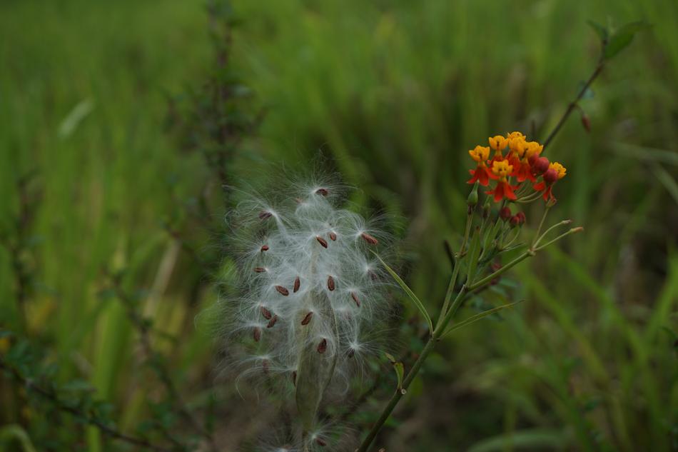 Cotton Tree Seed macro