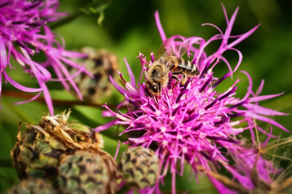 purple prickly flower in the garden