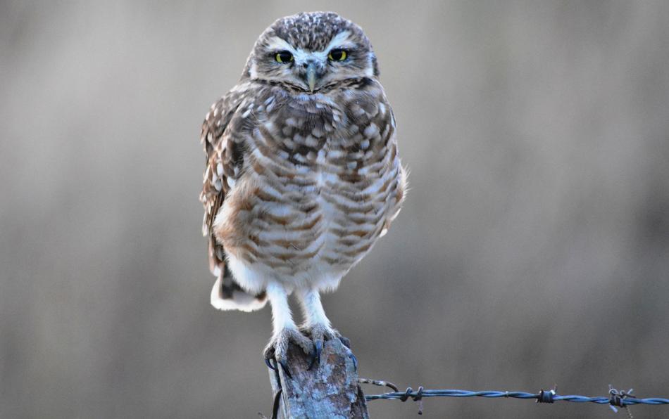 Wild Life Nature Birds