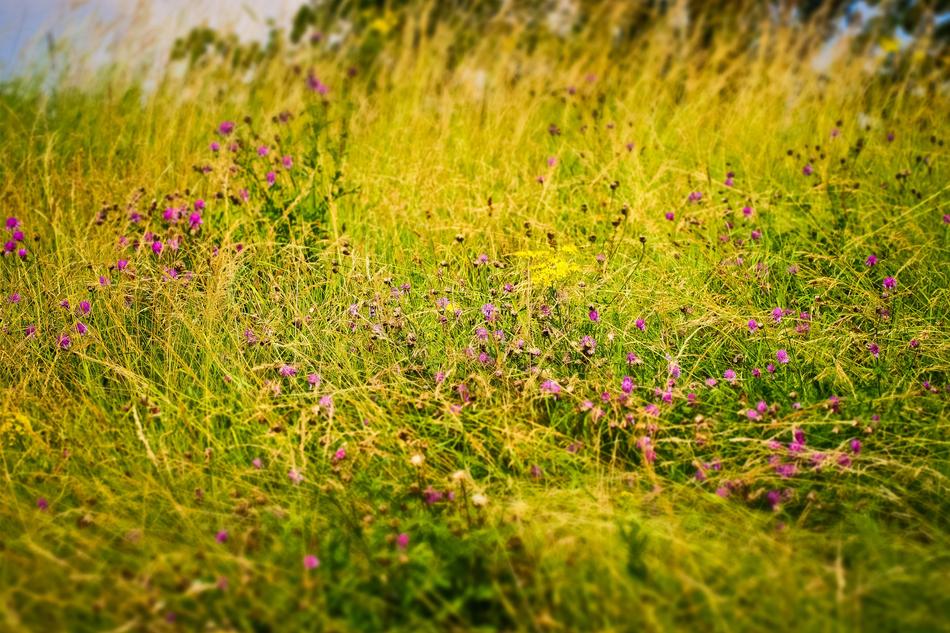 Field Flowers Nature