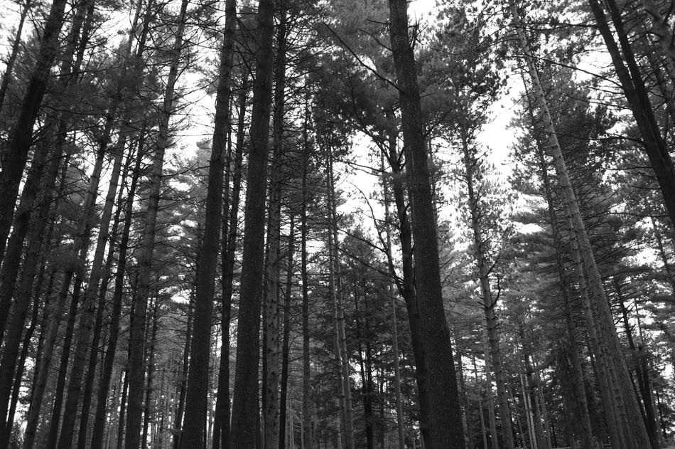 Wood Nature Tree