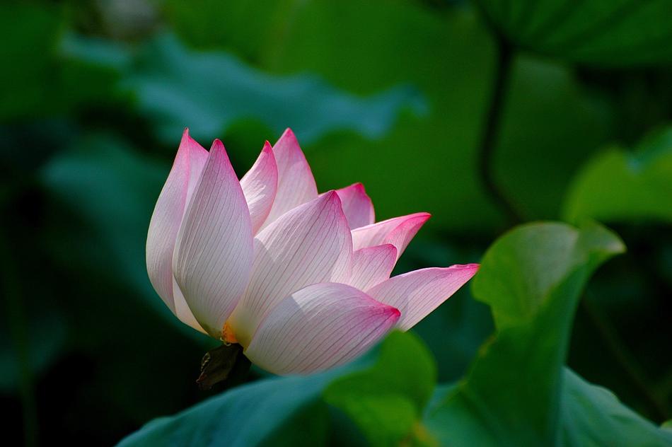 Plant Flower Leaf