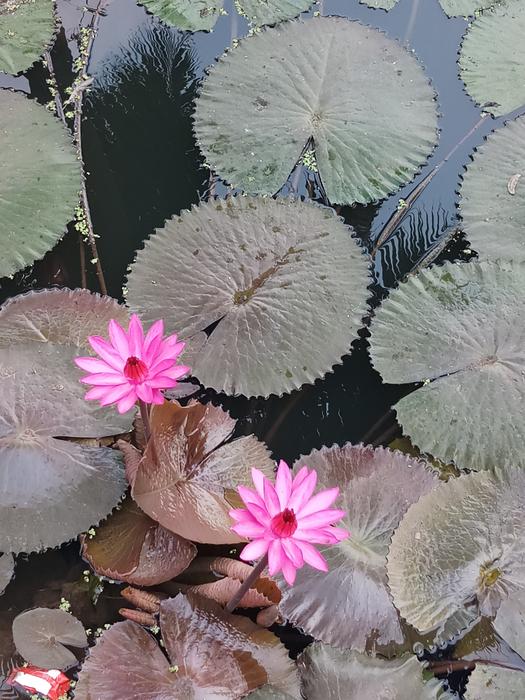 Flower Nature