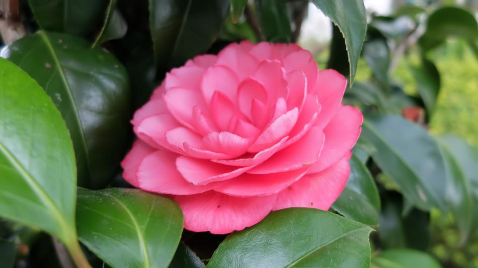 Flora Flower Nature