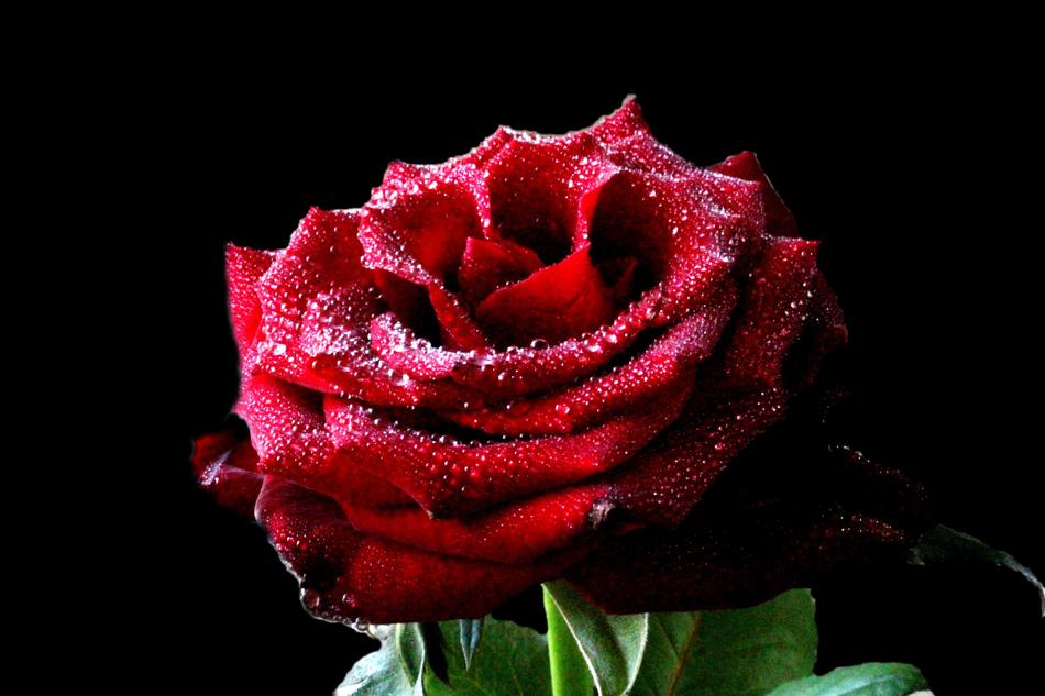 Flower Rose Petals