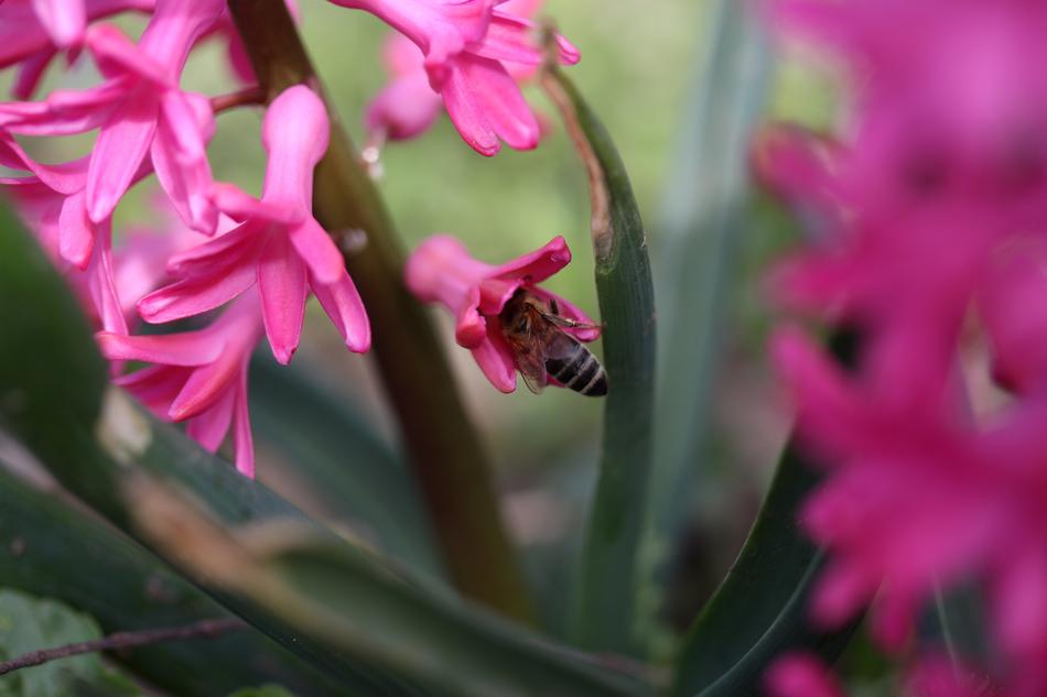 Hyacinth Bee Pollination