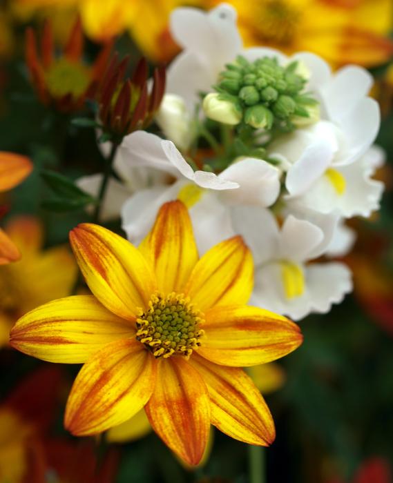 Flower Nature Petal