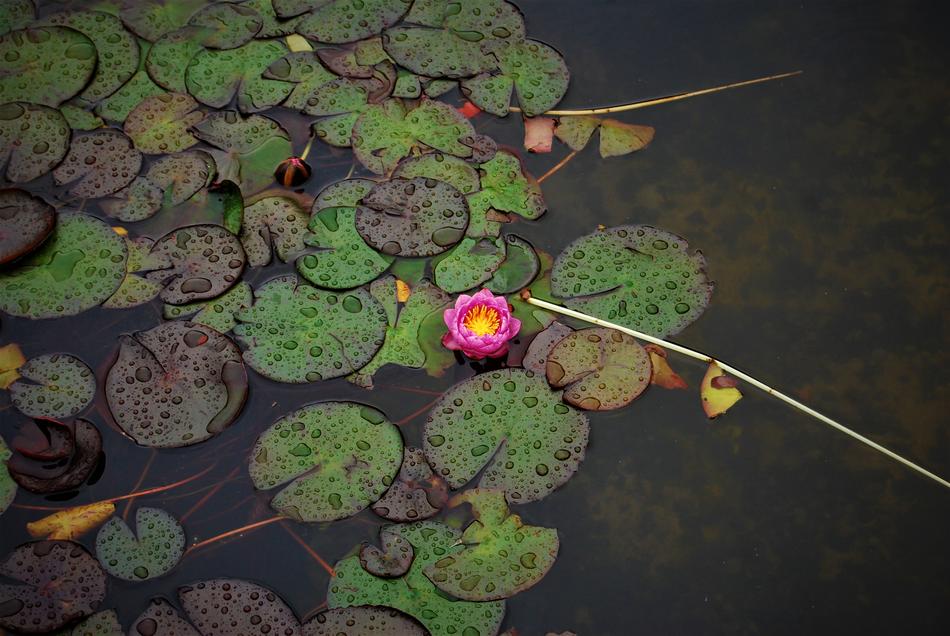 Water Lilies Nature Pond