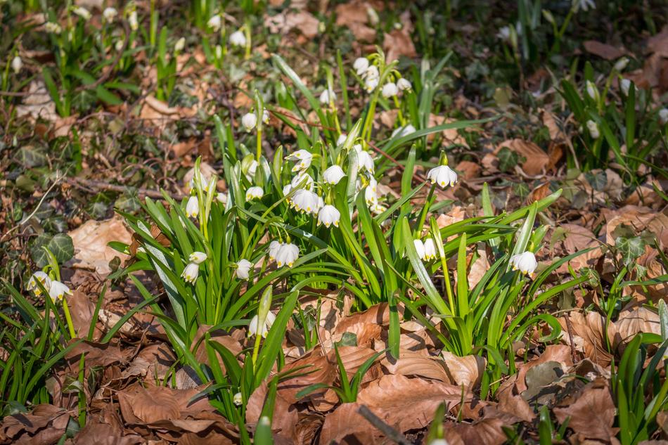 Blizzard Nature Plant