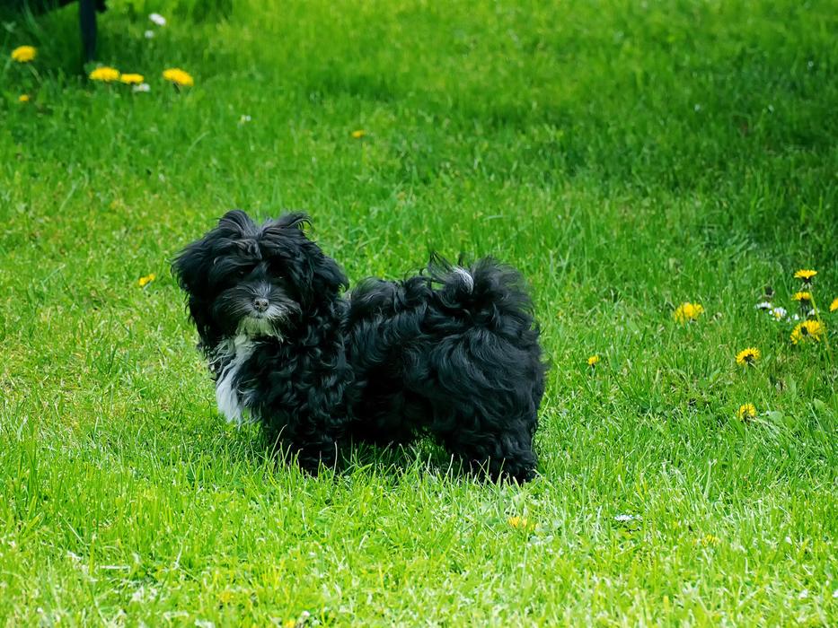 White black dog on green grass
