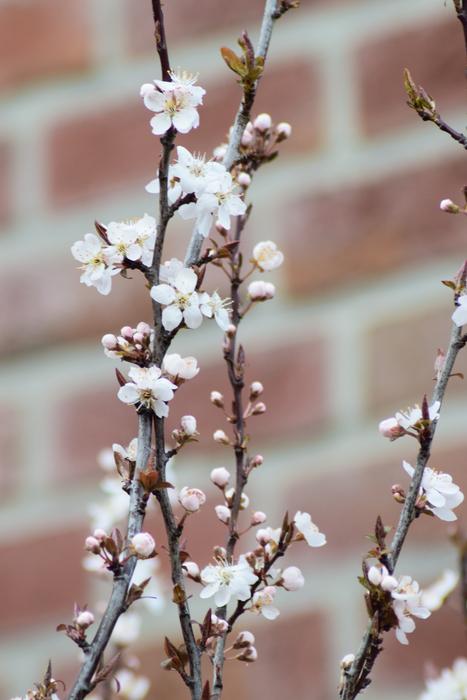Flower Tree Nature