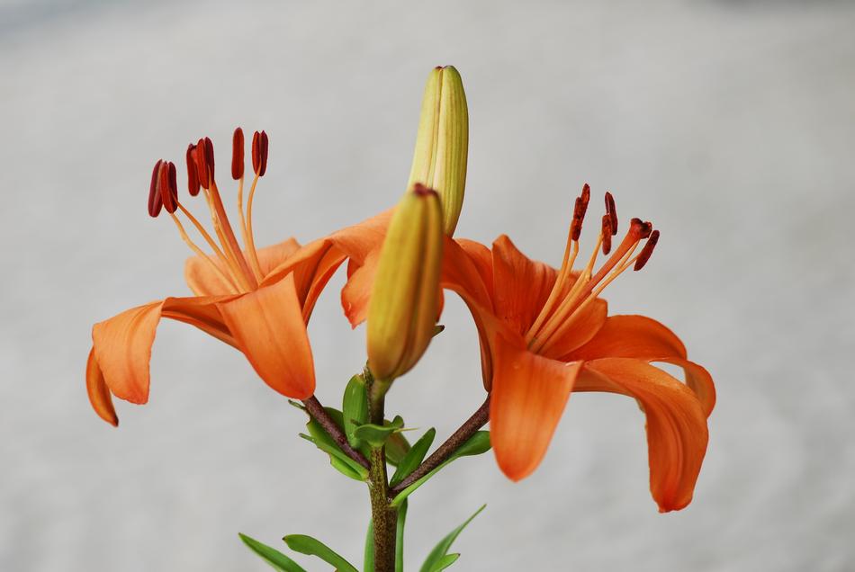 Flower Nature Plant Close