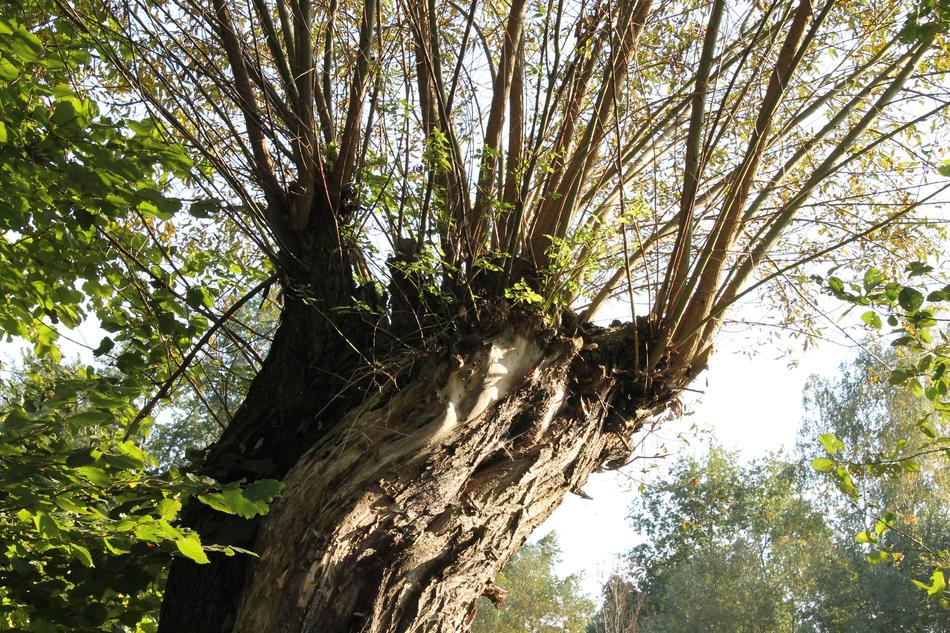 Spreewald Nature Pasture