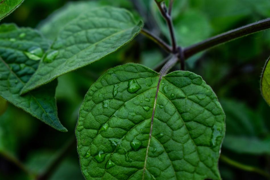Leaf Nature