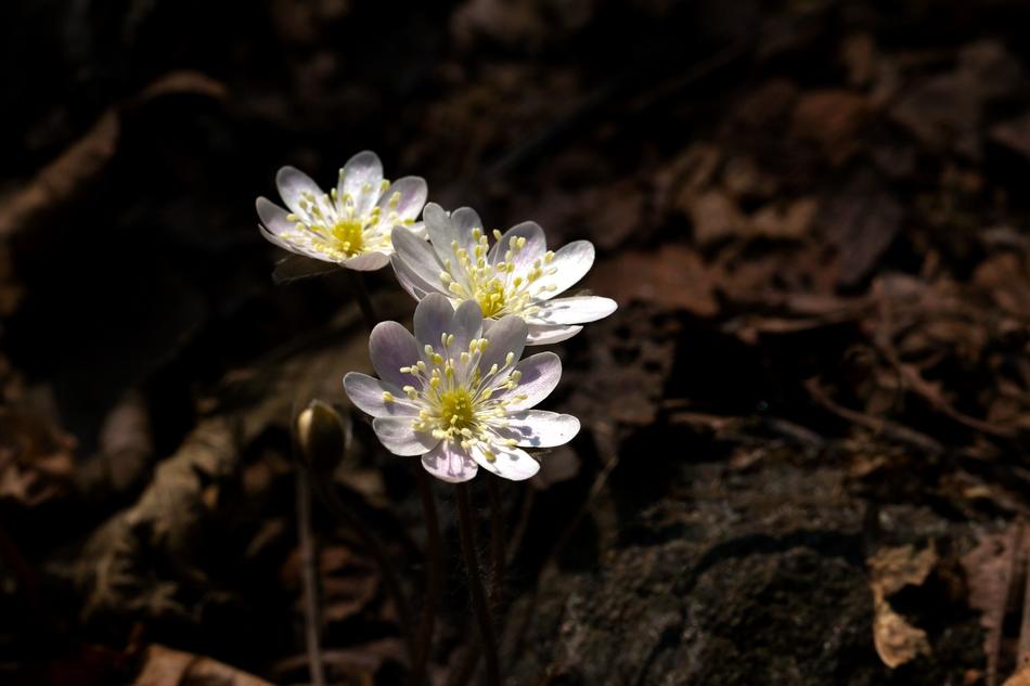 Nature Plants Flowers