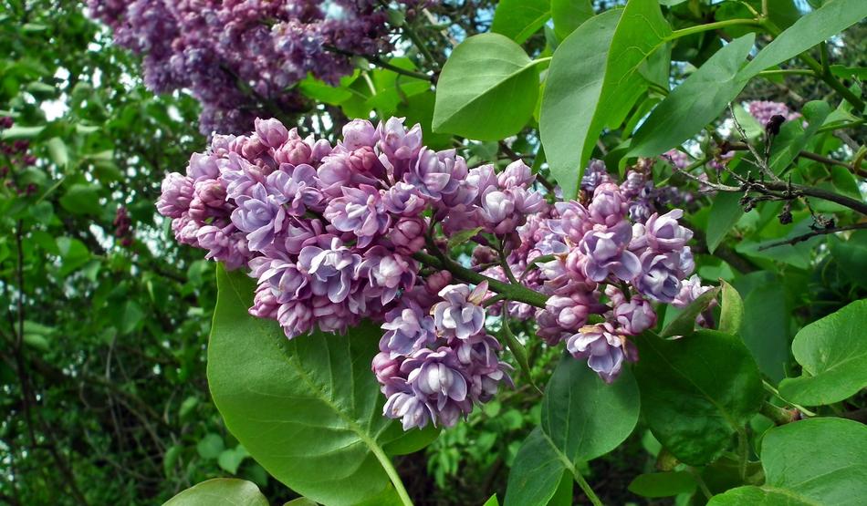 Flower Without Tree