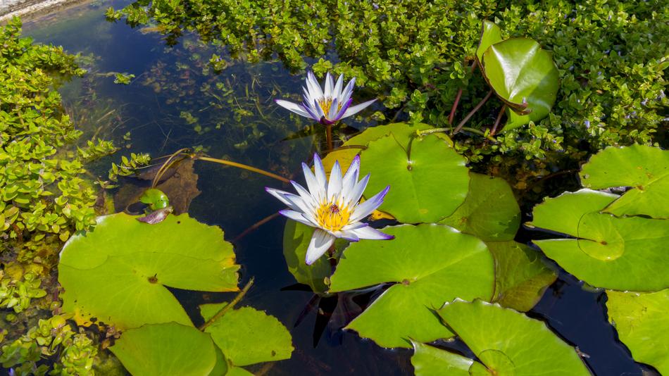 Water Lily Pond Aquatic Plant Lake