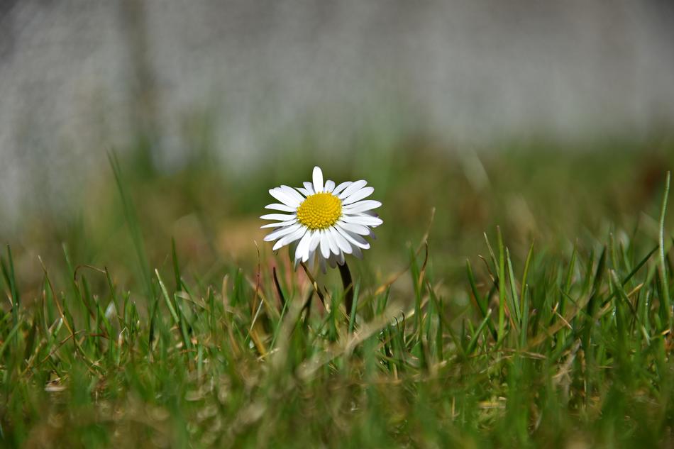 white daisy alone
