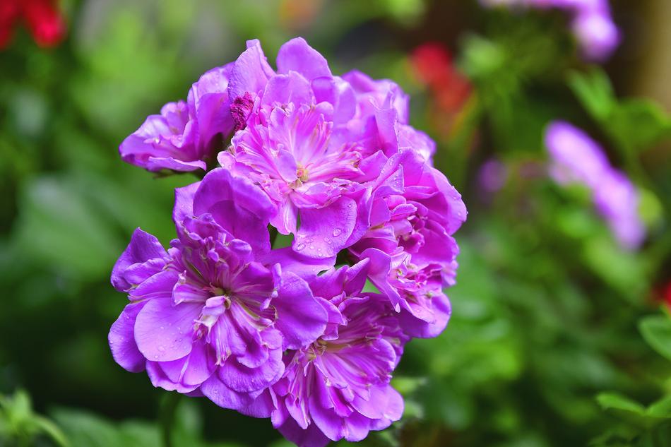 Flower Garden Flowers
