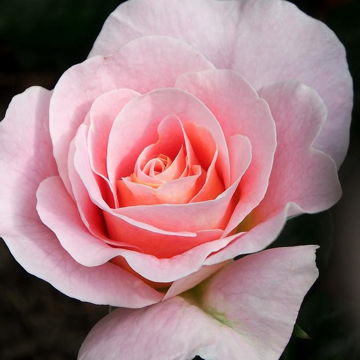 Rose Marie Apricot