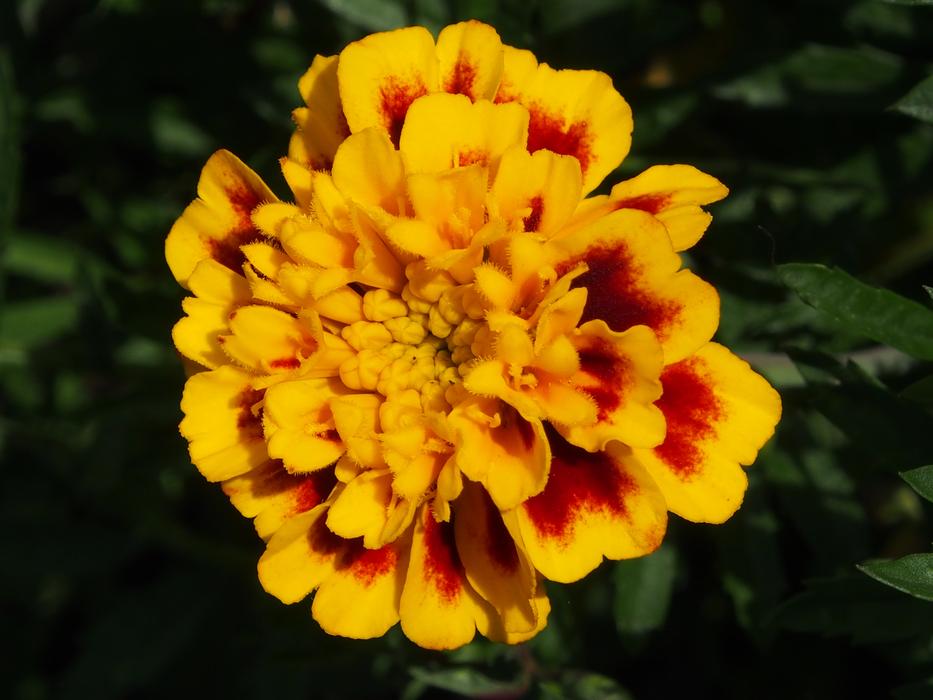 an unusual garden flower in spring