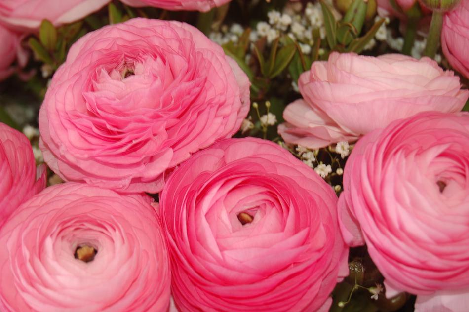 Flower Petal Bouquet De Fleurs