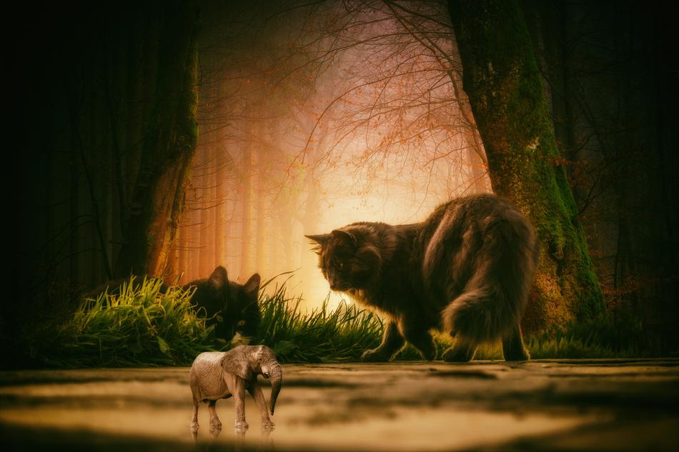 big cat in the forest