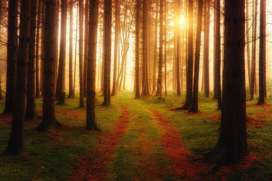 Away Light Forest