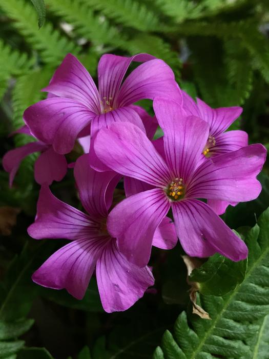 Pink Flower Petals