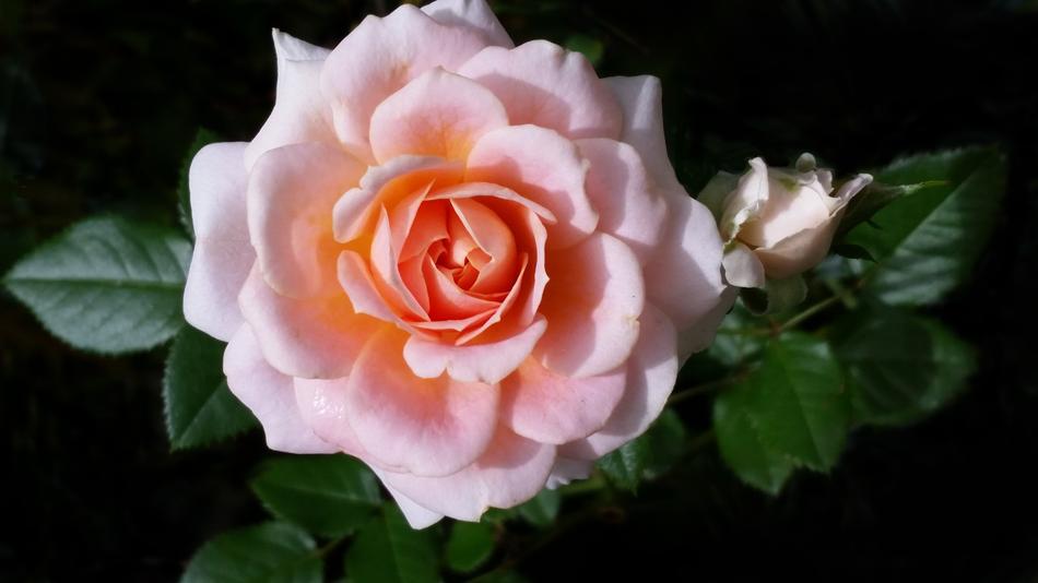 Flower Rose Flora