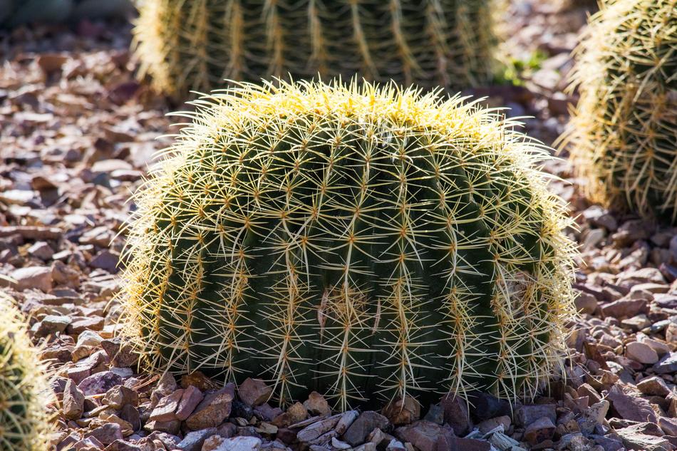 Cactus Spine Sharp