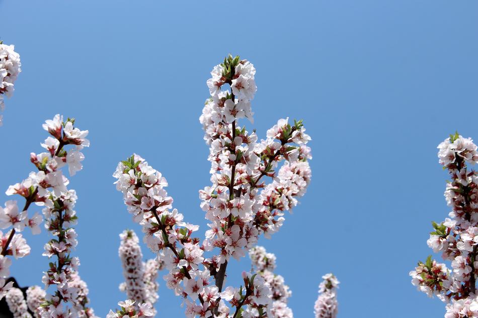 Cherry Bloom Blossoms