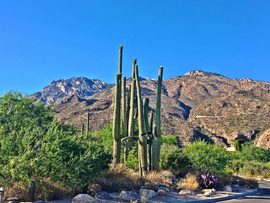 Arizona Saguaro Cactus