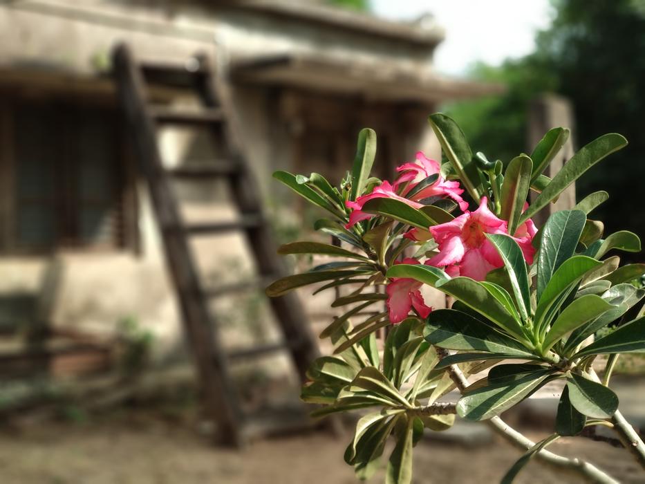 Flower Plant Garden