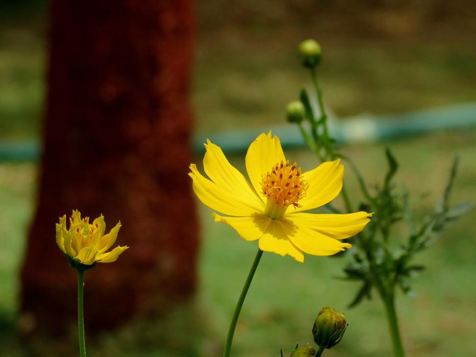 little yellow cozy flowers