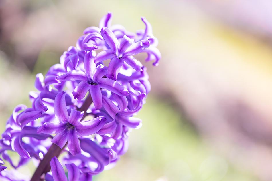 purple long flower in the garden