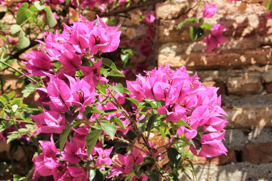 Flower Nature Plant