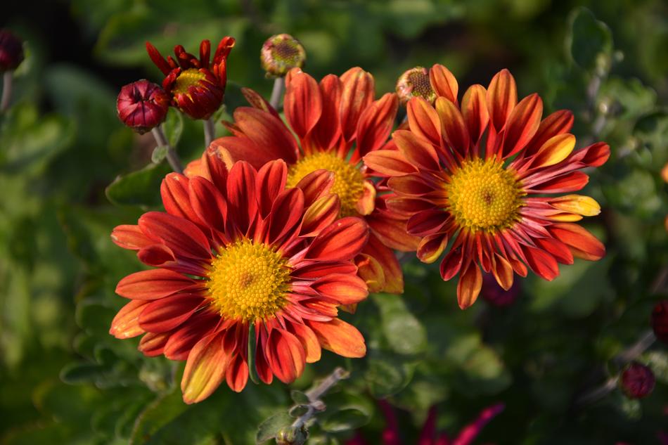 Flower Chichewa Live Vivid Color