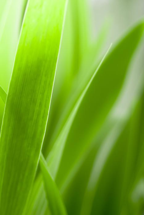 the green leaves are gorgeous