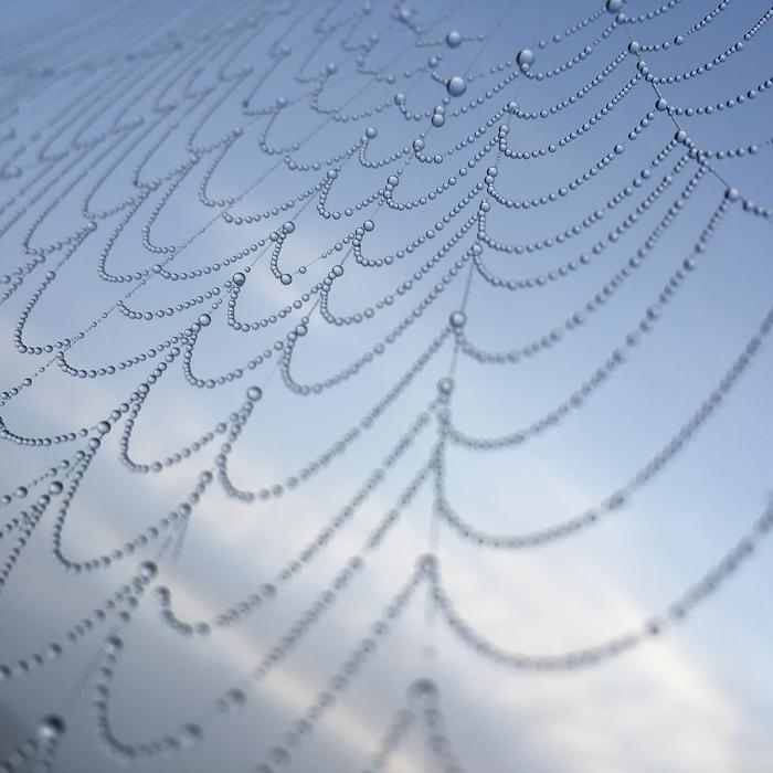 Complexity Cobweb Spider