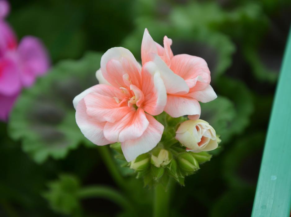 Flower Of Geranium Color Salmon