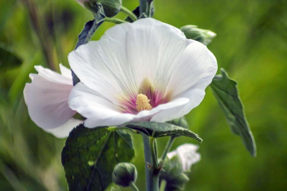 Nature Flower Flora