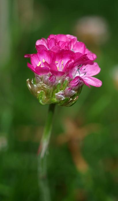 beautiful flower on a stalk landscape