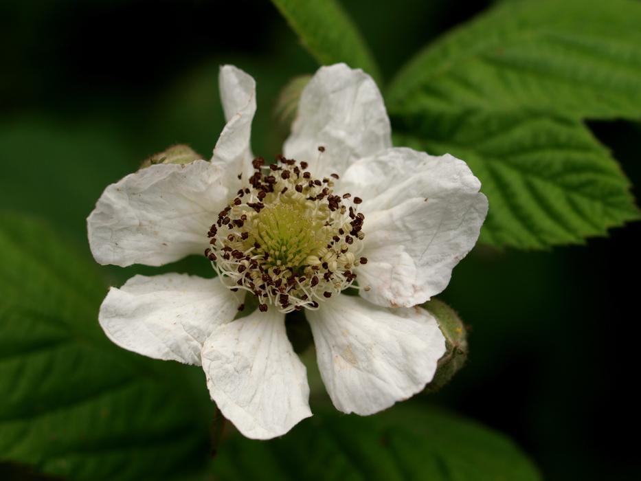 Nature Flora Flower